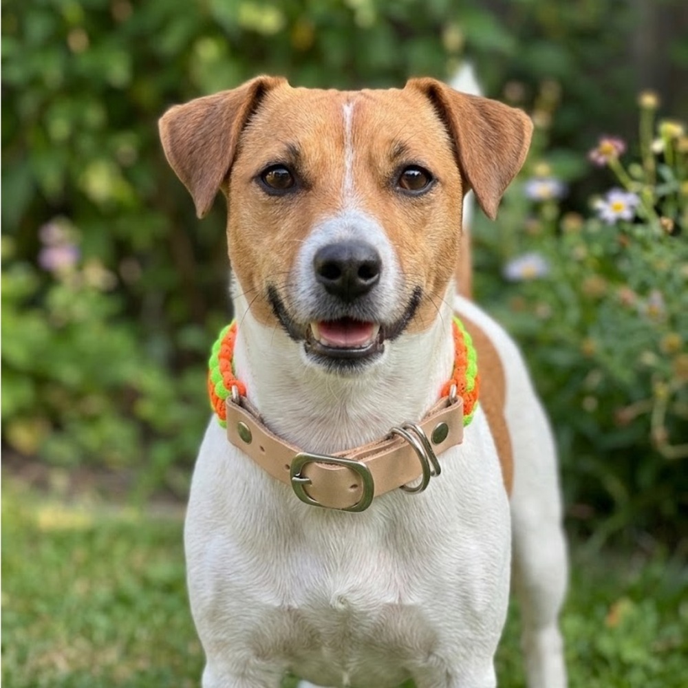 Handmade Leather and Paracord Dog Collar